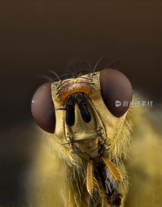 黄粪蝇(Scatophaga stercoraria)肖像